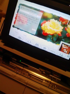 Photograph taken by Mobby