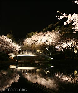 フラパーの桜