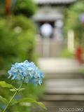 あじさい寺1
