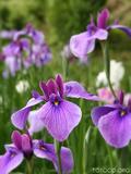 花菖蒲園1