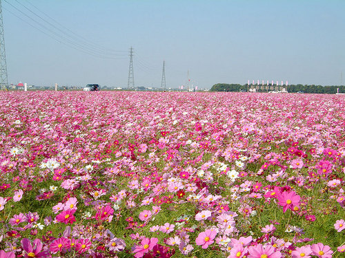 2003年の秋桜