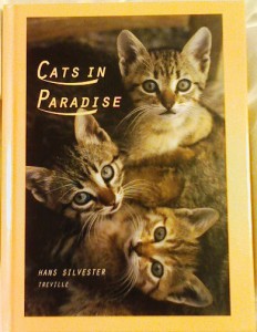 Cat in Paradise Cat in Paradise