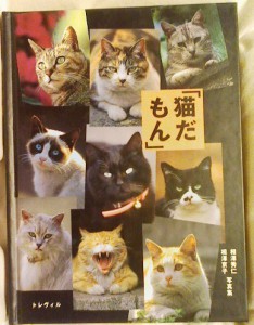 猫だもん 猫だもん